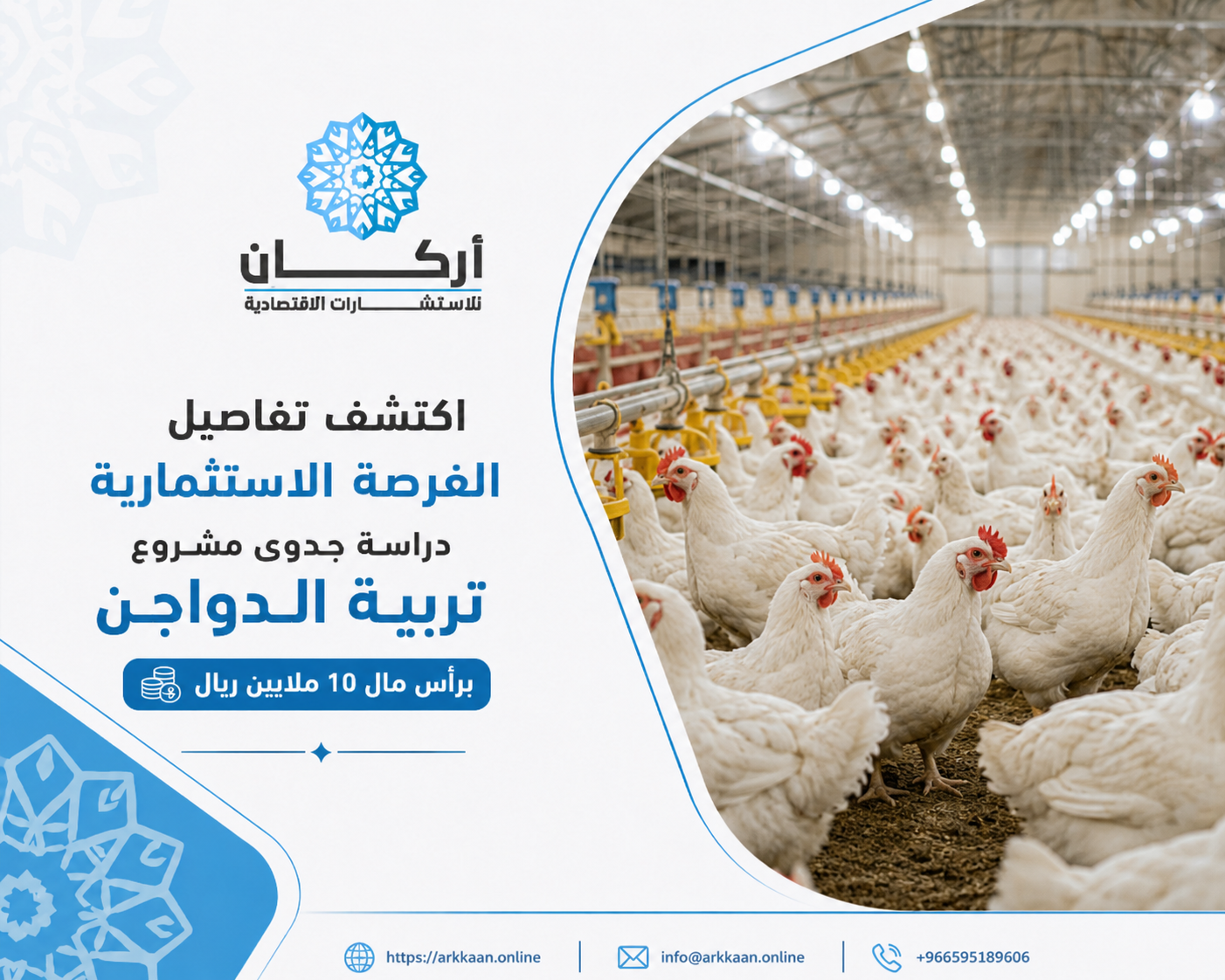اكتشف تفاصيل الفرصة الاستثمارية دراسة جدوى مشروع تربية الدواجن